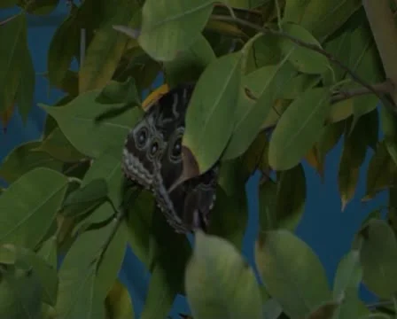 Tropical butterfly Stock Footage 12712066