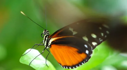 Tropical butterfly Stock Footage 37116811