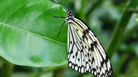 Tropical butterfly Stock Footage 37117419