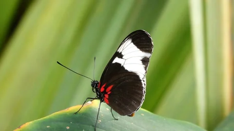 Tropical butterfly Stock-Footage 37117902