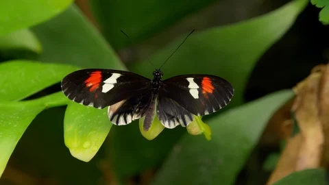 Tropical butterfly longwing Heliconius Stock Footage 108283517