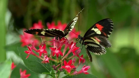 Tropical butterfly longwing Heliconius Stock Footage 108284887