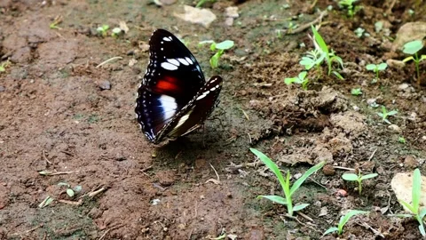 Tropical Butterfly Mud-Puddling on Damp Soil Stockbeeldmateriaal 345507205