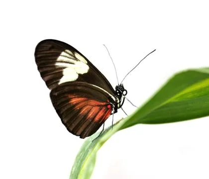 Tropical butterfly Stock Photos