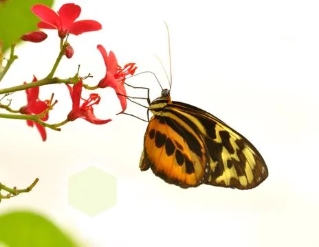 Tropical butterfly Stock-Fotos
