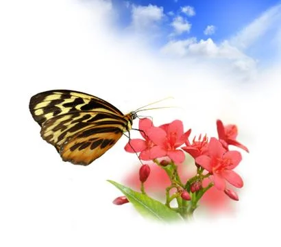 Tropical butterfly Stock Photos