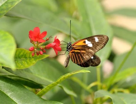 Tropical butterfly Stock Photos