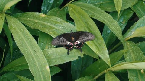 Tropical butterfly Stock Photos