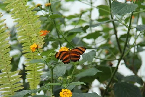 Tropical Butterfly. Foto stock