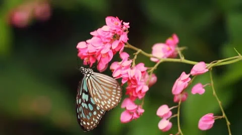 Tropical Butterfly on Pink Flower Video stock 11305853