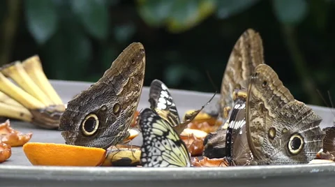 Tropical butterfly on plate Stock Footage 62809440