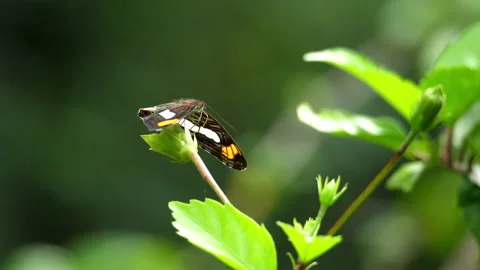 Tropical butterfly resting on a leaf in the forest in slow motion Stock Footage 100091143