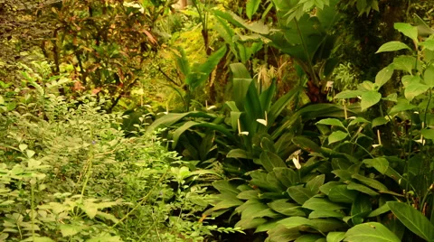 Tropical butterfly scene with multiple passing butterflies Stock Footage 49047792