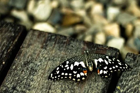 Tropical butterfly with a very interesting pattern on its wings Stock Photos