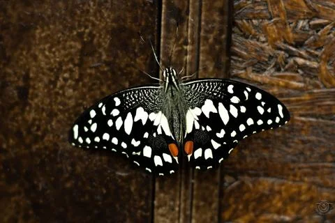 Tropical butterfly with a very interesting pattern on its wings Stock Photos