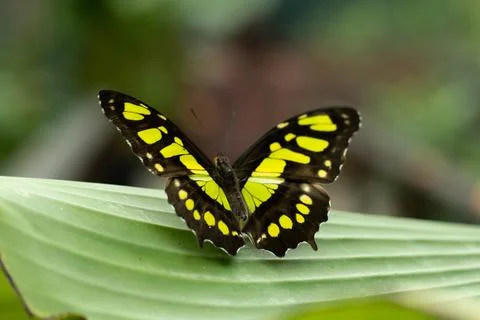 Tropical butterfly with a very interesting pattern with yellow and black Stock Photos