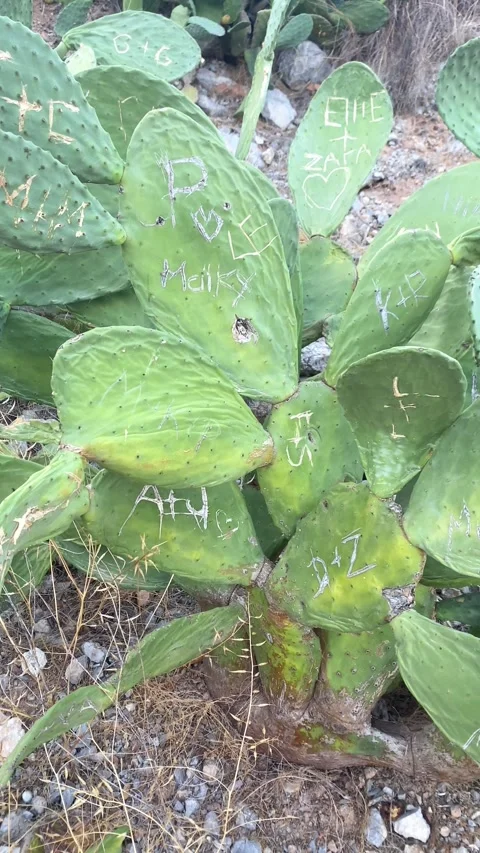 Tropical Cactus. Vertical video Stock Footage 287492573