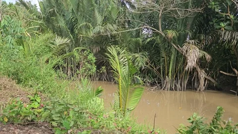 Tropical canal surrounded by dense palm vegetation in the Mekong Delta, Vietnam. Stock Footage 340501081