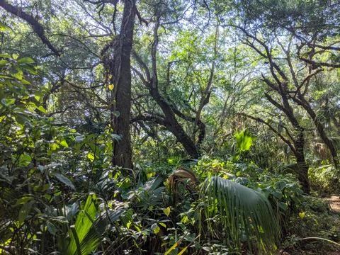 Tropical canopy in Florida Stock Photos
