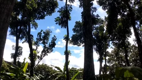 Tropical Canopy View Stock Footage 331176720