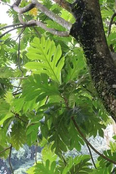 Tropical Canopy View from Forest Floor. Stock Photos