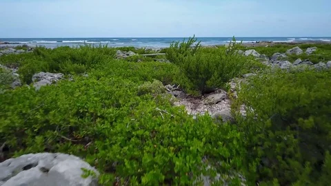 Tropical Caribbean Coast Aerial Stock Footage