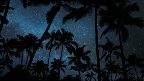 Tropical Caribbean with Palm Trees Forest by Night, Time Lapse with Stars Stock Footage 134646076