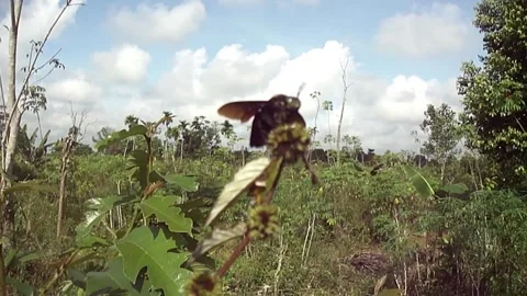 Tropical carpenter bee Stock Footage 240963264