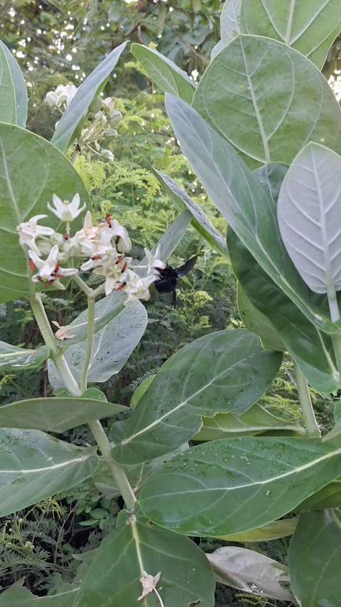 Tropical Carpenter Bee Pollinating White  Flowers Stock Footage 336240302