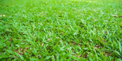 Tropical carpet grass Stock Photos