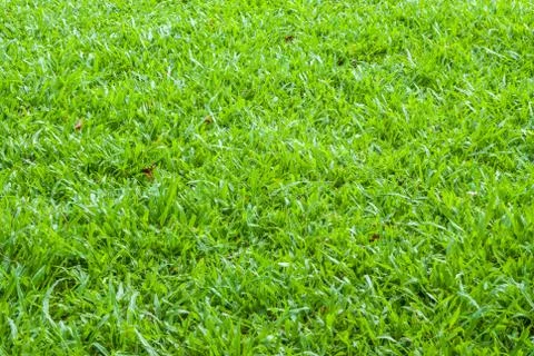 Tropical carpet grass Stock Photos