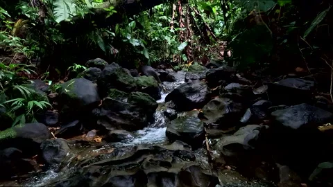 Tropical cascade seen in slowmotion; green nature background of a forest Stock Footage 336917436
