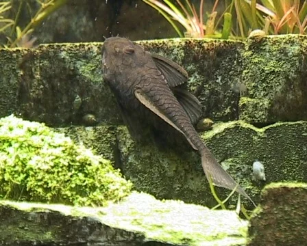 Tropical Catfish Vídeo Stock 418907