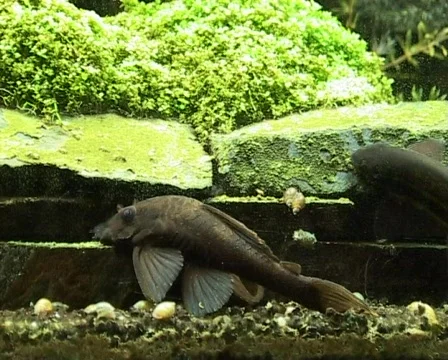 Tropical Catfish Stock Footage 418910