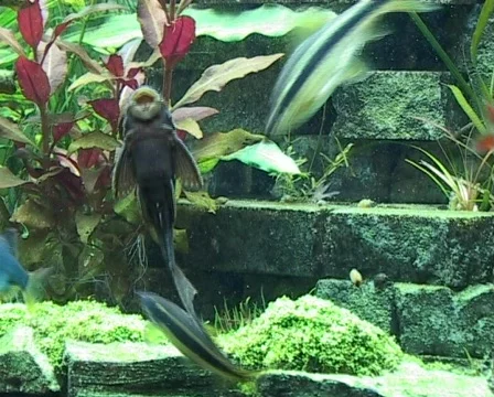 Tropical Catfish Vídeo Stock 418915