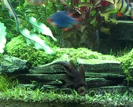 Tropical Catfish Stock Footage 418917