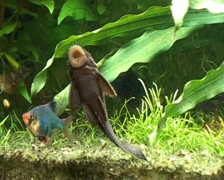 Tropical Catfish Stock Footage 418919