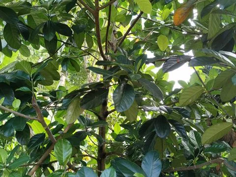 Tropical cempedak (Artocarpus integer) growing in natural habitat, botanical fru Foto stock