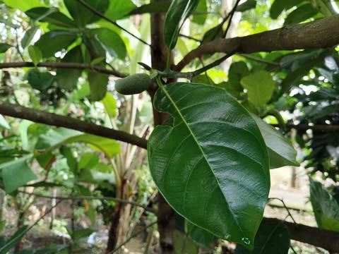 Tropical cempedak (Artocarpus integer) growing in natural habitat, botanical fru Stock Photos