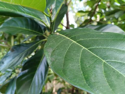 Tropical cempedak (Artocarpus integer) growing in natural habitat, botanical fru Stock Photos