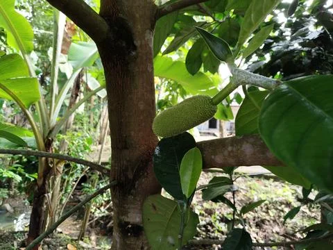 Tropical cempedak (Artocarpus integer) growing in natural habitat, botanical fru Stock Photos