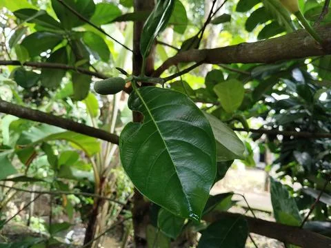 Tropical cempedak (Artocarpus integer) growing in natural habitat, botanical fru Stock Photos