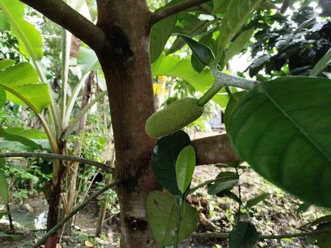 Tropical cempedak (Artocarpus integer) growing in natural habitat, botanical fru Stock Photos