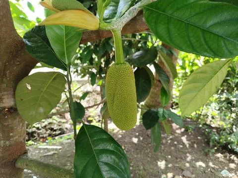 Tropical cempedak (Artocarpus integer) growing in natural habitat, botanical fru Foto stock