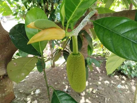 Tropical cempedak (Artocarpus integer) growing in natural habitat, botanical fru Stock Photos