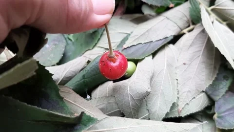 Tropical Cherry Stock Footage 237157821