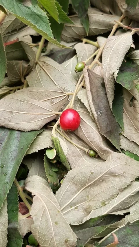 Tropical Cherry, Vertical  View 스톡 동영상 237524006