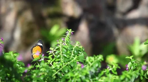 Tropical climate Stock Footage 61786297