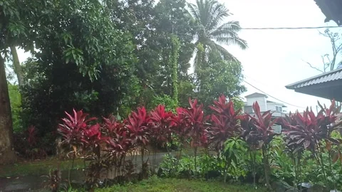 Tropical climate in Indonesia when it rains Stock Footage 230491374