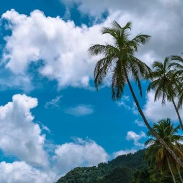 Tropical climate - Palm tree, clouds and blue sky. Trinidad and Tobago Stock Photos